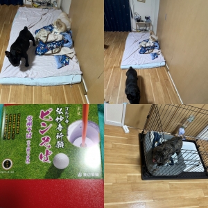 鳥取県米子市のソープランドCLUB JOY（クラブジョイ）の写メ日記　おやすみなさい画像