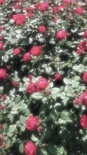 鳥取県米子市のソープランドCLUB JOY（クラブジョイ）の写メ日記　ありがとう^ ?.  ? .? ^?画像