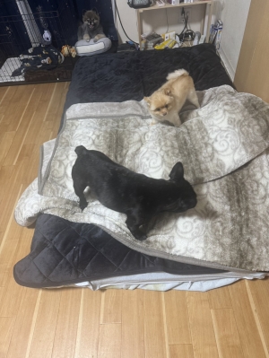 鳥取県米子市のソープランドCLUB JOY（クラブジョイ）の写メ日記　今日もありがとうございました💓明日お休み画像